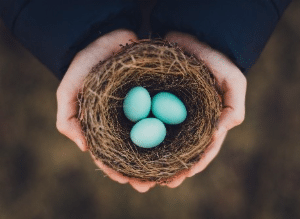 Birds' eggs inside a nest